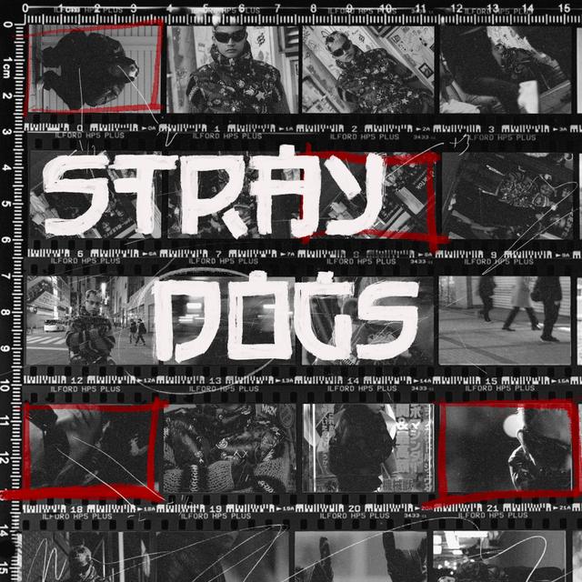 Album cover art for STRAYDOGS