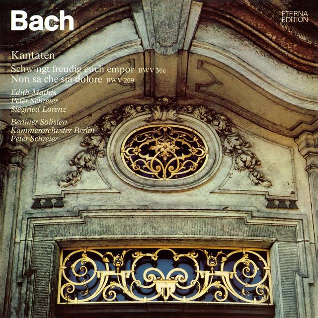 Album cover art for Bach: Schwingt Freudig Euch Empor BWV 36c - Non Sa Che Sia Dolore BWV 209